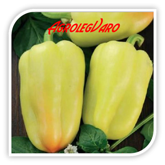 Seminte de ardei gras ARTIM