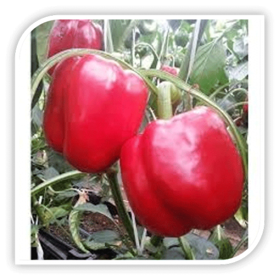 Seminte de ardei gras BATORY F1