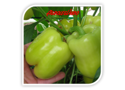 Seminte de ardei gras BELLADONNA F1