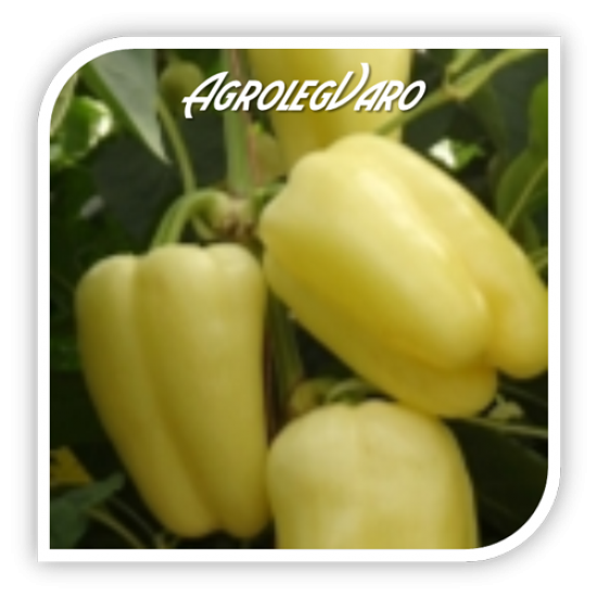 Seminte de ardei gras BERNITA F1