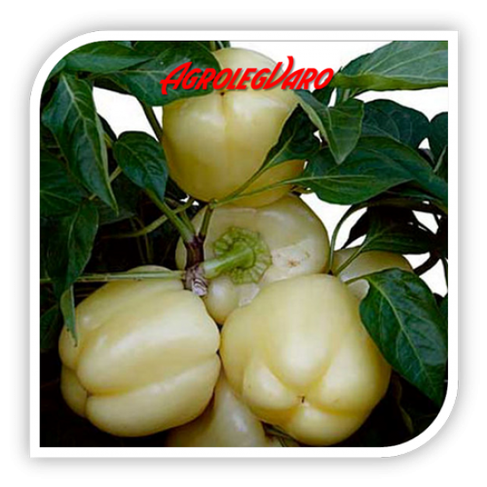 Seminte de ardei gras BOBITA F1