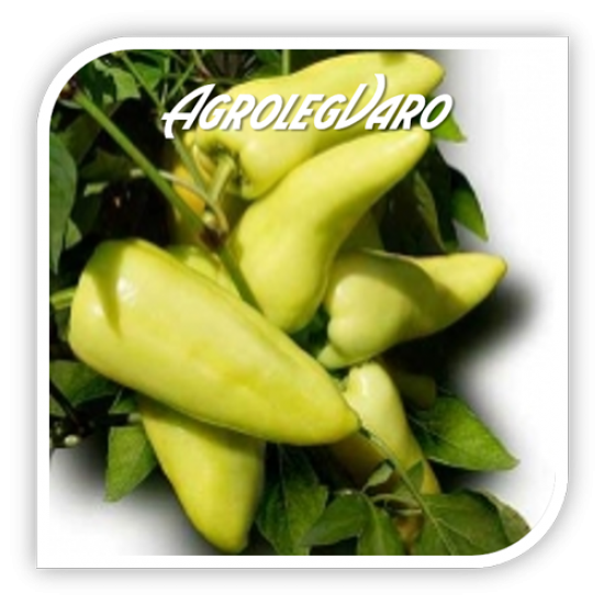 Seminte de ardei gras CAMPONA F1
