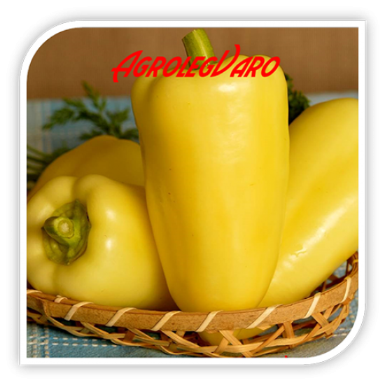 Seminte de ardei gras DE SIRIA