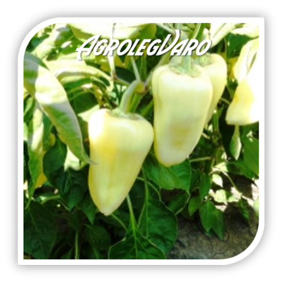 Seminte de ardei gras ETELE F1