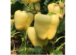 Seminte de ardei gras GOLDANO F1