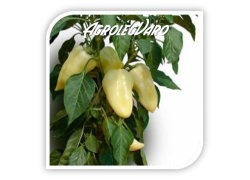 Seminte de ardei gras HETVEZER F1