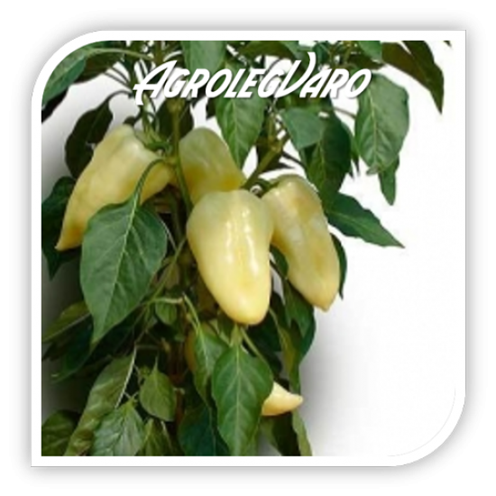 Seminte de ardei gras HETVEZER F1