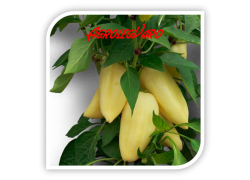 Seminte de ardei gras JULIANUS F1