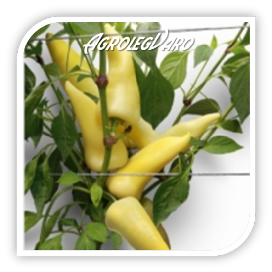 Seminte de ardei gras KABAR F1