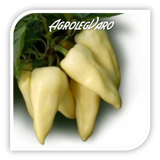 Seminte de ardei gras KINCSEM F1