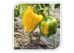 Seminte de ardei gras LARITTA F1