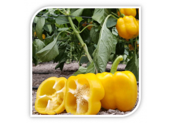 Seminte de ardei gras LARITTA F1