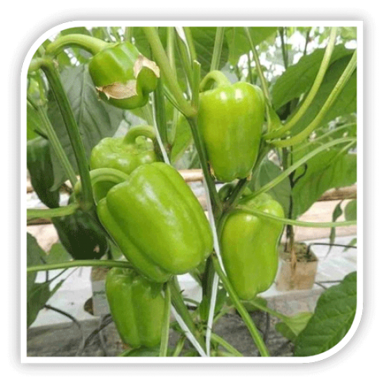 Seminte de ardei gras LEONIDAS F1