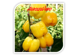 Seminte de ardei gras MARADONNA F1