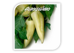 Seminte de ardei gras MORAHALOM F1