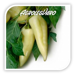 Seminte de ardei gras MORAHALOM F1