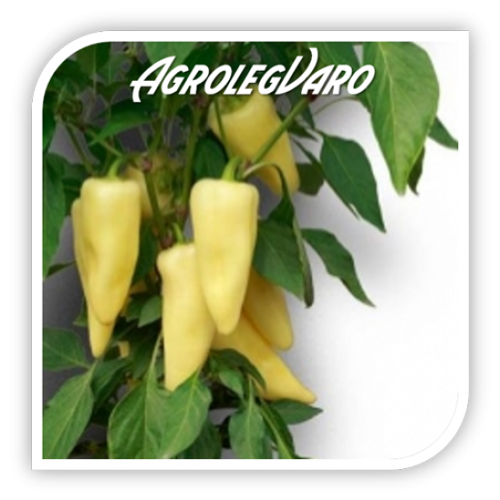 Seminte de ardei gras PATAK F1