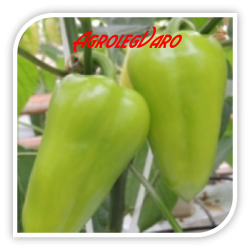 Seminte de ardei gras POSONIUM F1