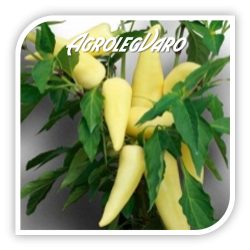 Seminte de ardei gras REKA F1