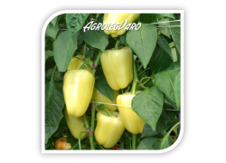 Seminte de ardei gras SALANA F1