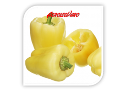 Seminte de ardei gras SALANA F1