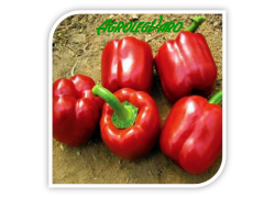 Seminte de ardei gras SALOMON F1