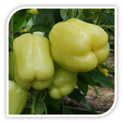 Seminte de ardei gras SILVERADO F1