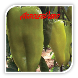 Seminte de ardei gras SLAVY F1