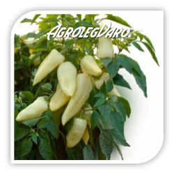 Seminte de ardei gras TELEKI F1