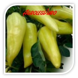 Seminte de ardei gras TODIRESTI F1