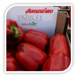Seminte de ardei gras VAZUL F1