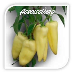 Seminte de ardei gras ZALKOD F1