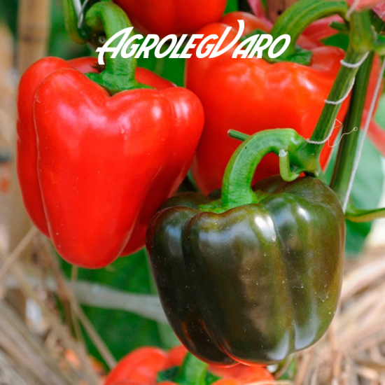 Seminte de ardei gras rosu YOLO WONDER