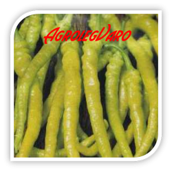 Seminte de ardei iute CHORBADJISKI