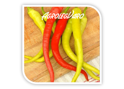 Seminte de ardei iute DRACULA