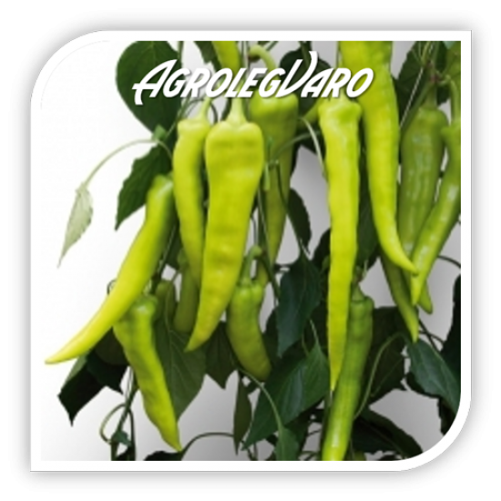Seminte de ardei iute GRIFF F1