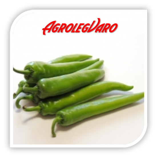 Seminte de ardei iute HARGHITA F1