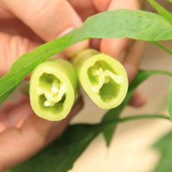 Seminte de ardei iute LANCELOT F1