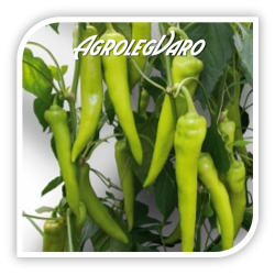 Seminte de ardei iute KARD F1