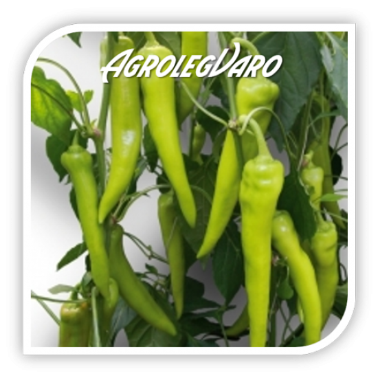 Seminte de ardei iute KARD F1