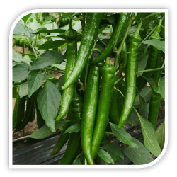 Seminte de ardei iute KOYOT F1