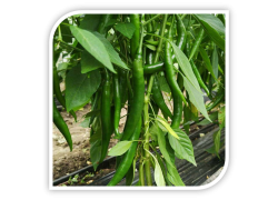 Seminte de ardei iute MAIDANO F1