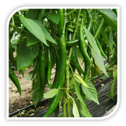 Seminte de ardei iute MAIDANO F1