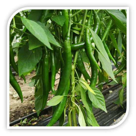 Seminte de ardei iute MAIDANO F1