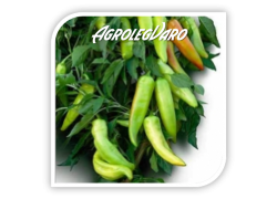 Seminte de ardei iute PALOC F1