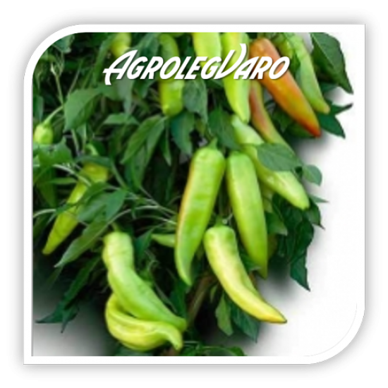 Seminte de ardei iute PALOC F1