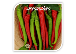 Seminte de ardei iute PINTEA