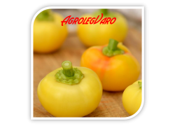 Seminte de ardei iute ROUNDEL