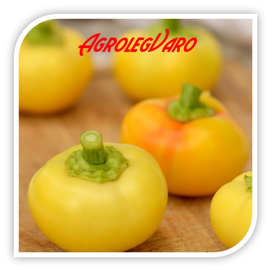 Seminte de ardei iute ROUNDEL