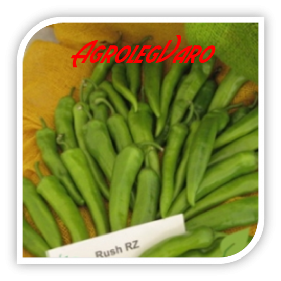 Seminte de ardei iute RUSH F1